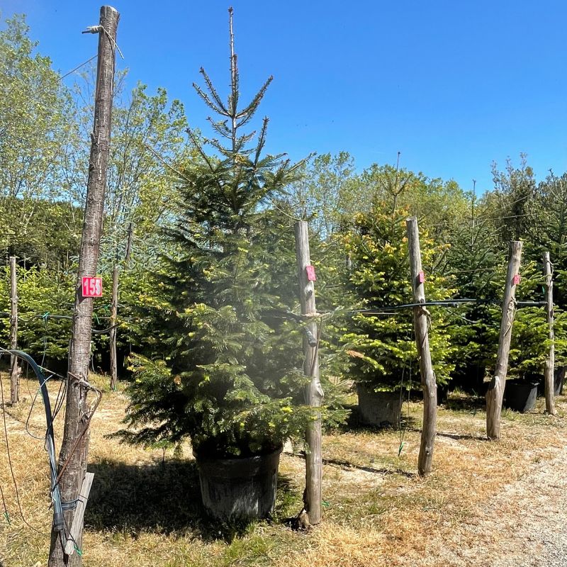 Abeto de Navidad repicado de 100 a 225 cm - Vista 3