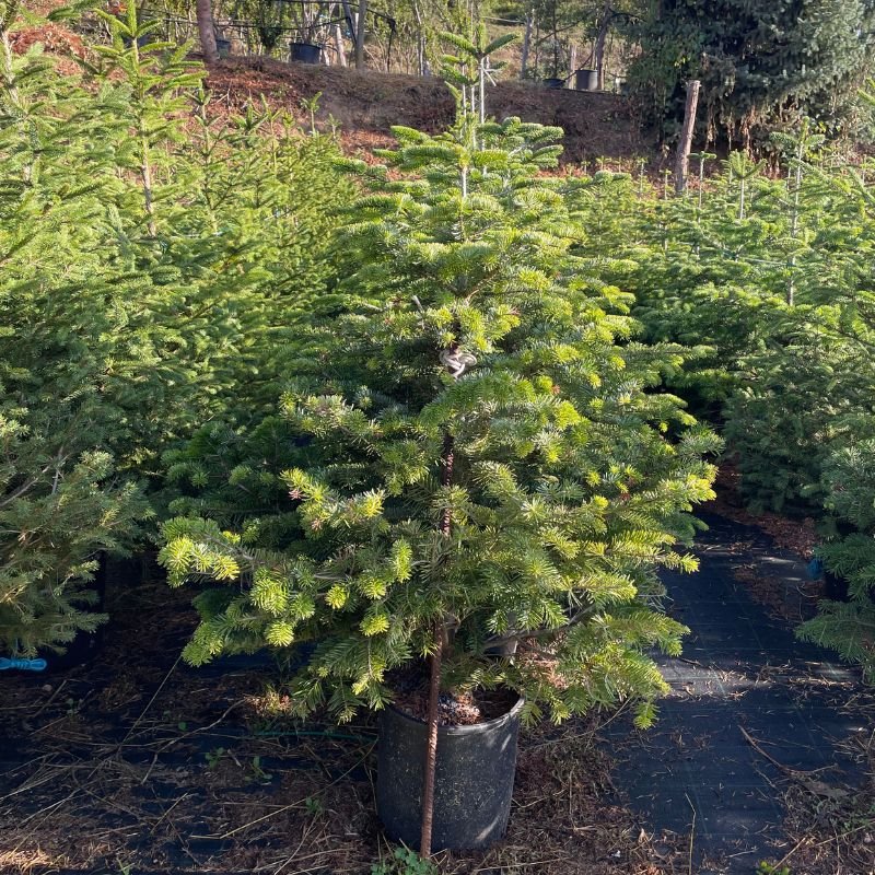 Abeto de Navidad repicado de 100 a 225 cm