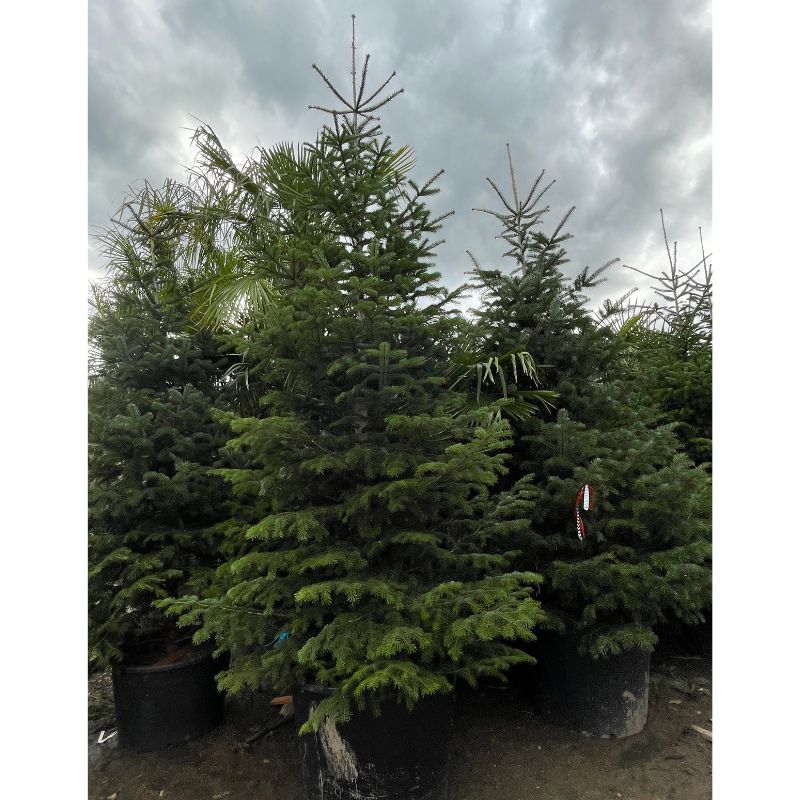 Árbol de Navidad grande de 3 a 10 metros - Vista 2