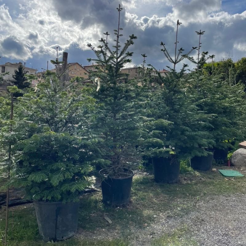 Árbol de Navidad grande de 3 a 10 metros