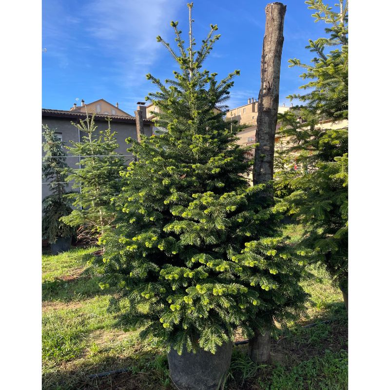 Árbol de Navidad grande de 3 a 10 metros - Vista 3