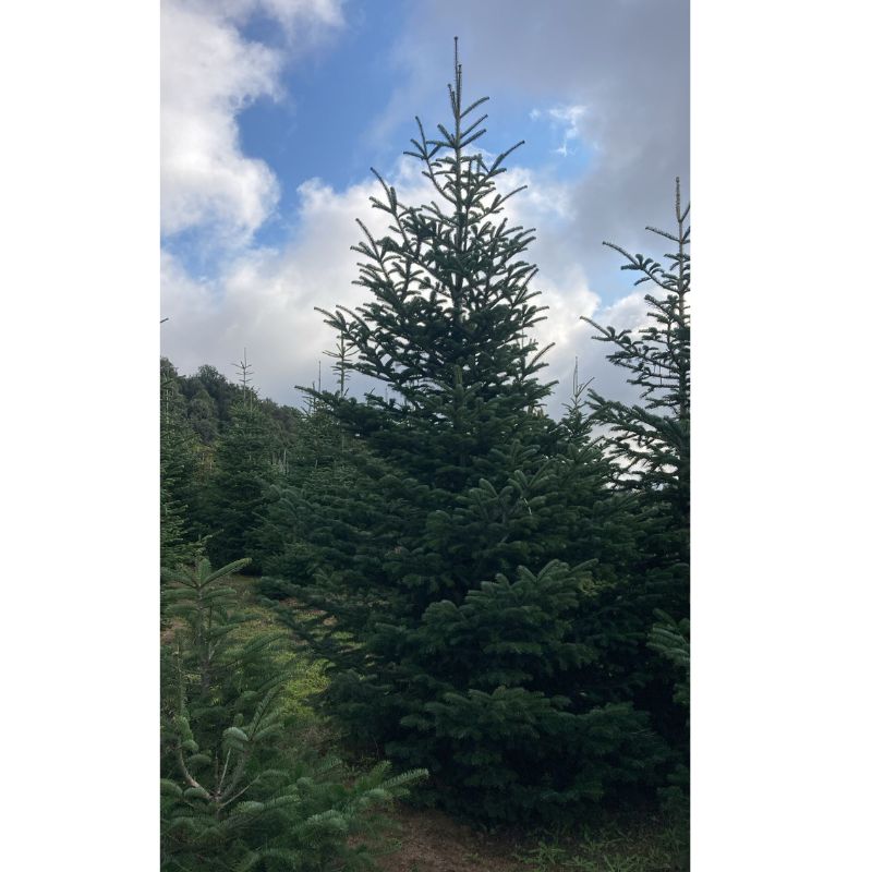 Árbol de Navidad grande de 3 a 10 metros - Vista 6