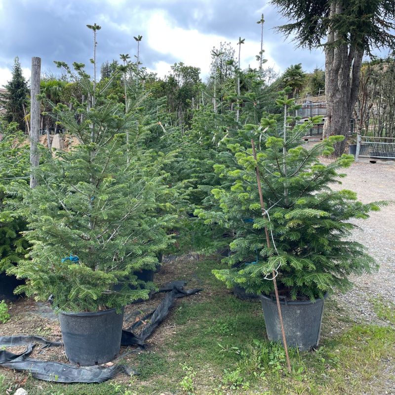 Abeto de Navidad repicado de 100 a 225 cm - Vista 7
