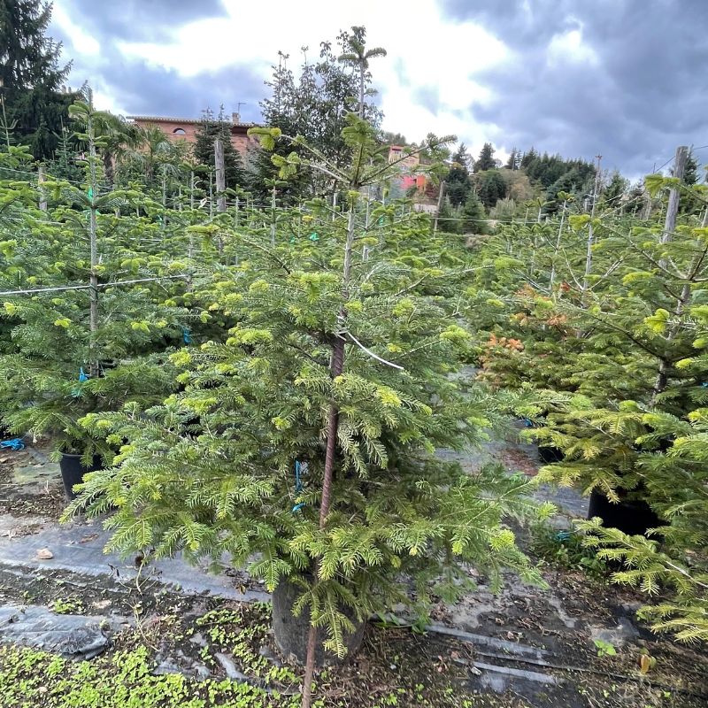 Árbol de Navidad cortado de copa de 100 a 250 cm
